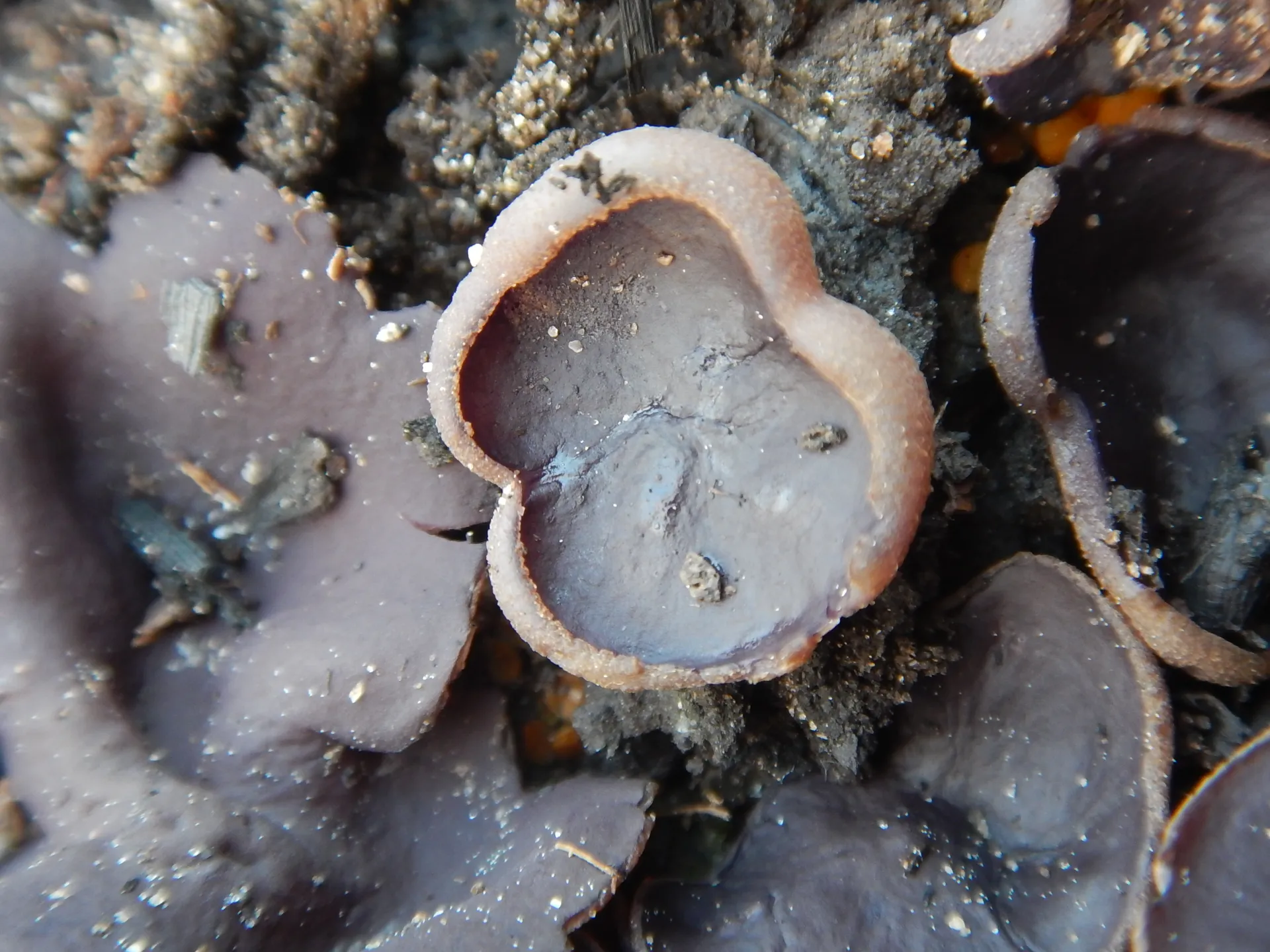 Geoscypha tenacella, 23-02-08 (1)